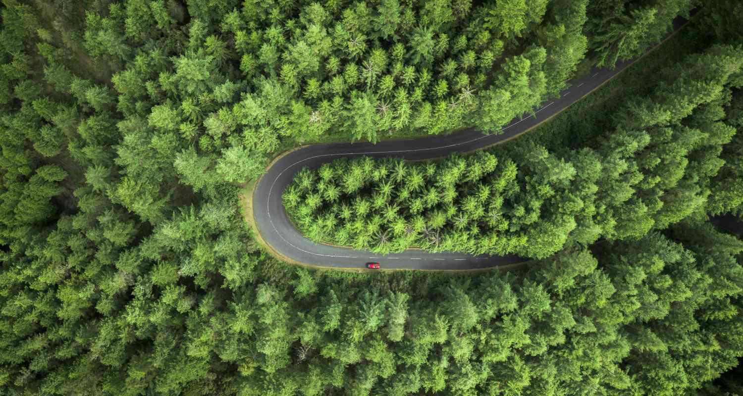 a road through a dense forest